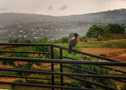 Best Thing to Explore In Rwanda for the weekend: September 6th – 8th, 2024