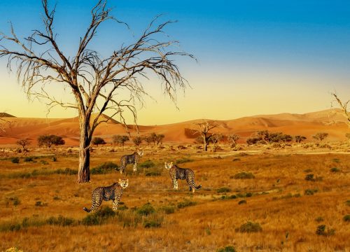 No Safari is Complete Without a Night Game Drive – Here Are Some of the Best